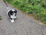 Shih-tzu Maddy sucht ein neues tolles Umfeld - Lindlar