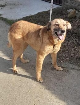 LANI - bindungsstarke Einzelprinzessin - Weiterstadt