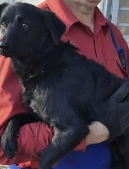 BECCA - SCHWARZE SCHÖNHEIT - Nörten-Hardenberg