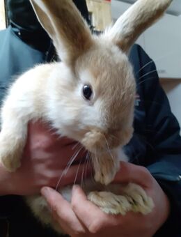 Kaninchenbaby - Calau