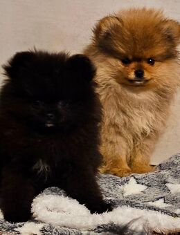 Pomeranian / Zwergspitz Welpe suchen ein Zuhause - Wiesau