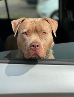 XL Bully × Old English Bulldog-Mischlinge – kräftig, gesund und bestens sozialisiert - Merseburg