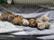 Britisch kurzhaar kitten - Hambergen