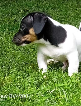 Jack Russell Terrier Welpen - Kirchberg (Iller)