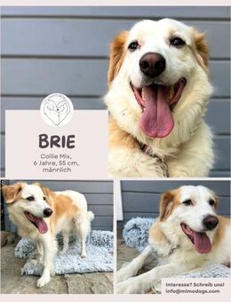 Brie: Ein liebevoller Collie-Mix - Brühl (Nordrhein-Westfalen)