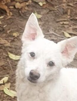 MILKA eine echte Traumhündin - Wettenberg