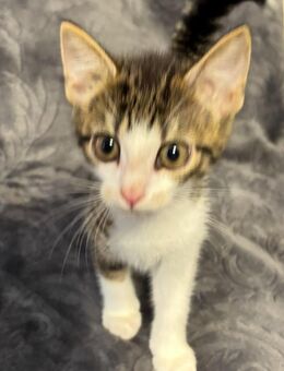 Süße Babykatzen (beides Kater)suchen neues Zuhause - Oyten