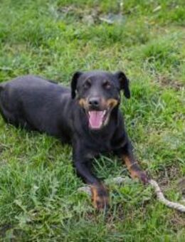 ROCCO - freundlich und aufgeschlossen - Overath