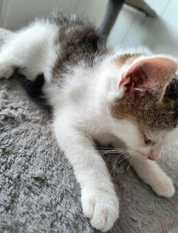 Sanftes Creme-Kitten sucht Herz & Heim - Wittenberg (Lutherstadt)