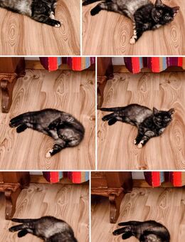 Perser Mix Kitten - Dunningen