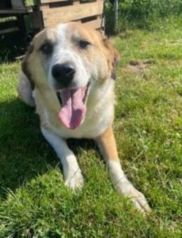 Floyd, gemütlicher Bär sucht - Bückeburg