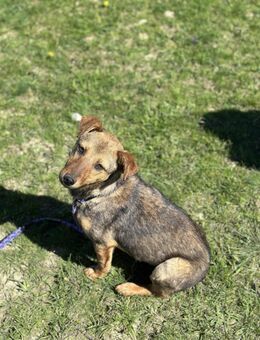 Mira❤ sucht ihre Herzensmenschen - Seggebruch