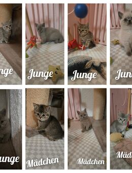 BKH Kitten ab sofort - Oberndorf (Neckar)