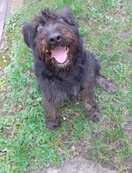 🩷Nusi 🩷2-jährige Schnauzermix Hündin - Kassel