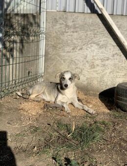 Winter sucht ihre Pflegefamilie - Celle