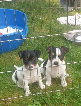 Kurzbeinige Jack Russel Terrier Welpen - Michelau (Oberfranken)