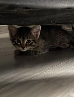 Süßer Babykater Cookie abzugeben - Rödermark
