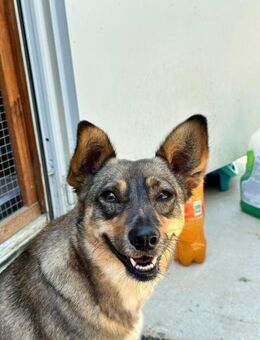 kleine Missy - wo ist mein Zuhause - Idstein