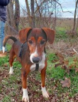 Brownie-VA - sucht warmes Körbchen ❤ - Neustadt (Rübenberge)