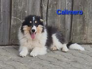 6 monatige Reinr. Amerik. Colliewelpen, Rüden,m.Ahnentafel dürfen umziehen - Osterhofen