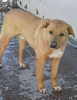 PUDDIN - Zeit seines Lebens im Tierheim - Sulzbach-Laufen