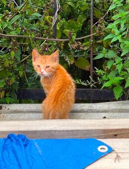 Kitten/Babykatze/Kätzchen/Maikätzchen - Belgern-Schildau