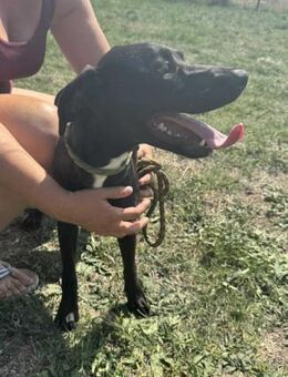 Hella sucht nach ihren Menschen - Nordwalde