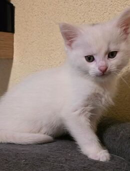Main Coon-Mix Kitten (geimpft und entwurmt) - Lichtentanne
