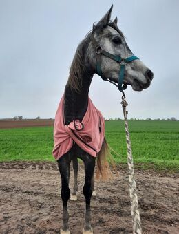 +5-jährig, Araberstute, Vollblutaraber, Stute volle Papiere+ 5.000 € VB - Wismar