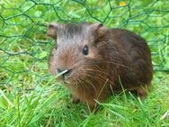 Meerschweinchen - Bremen