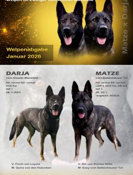 Wurfankündigung Deutsche Schäferhundwelpen - Schloßvippach