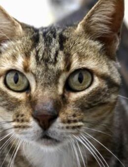 Magnolia, verspielt, neugierig - Westerholt