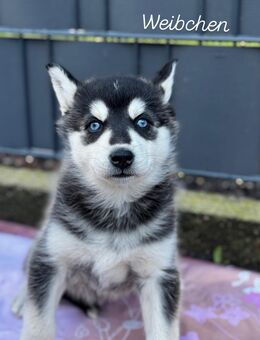 Husky Mix Welpen - Naunhof