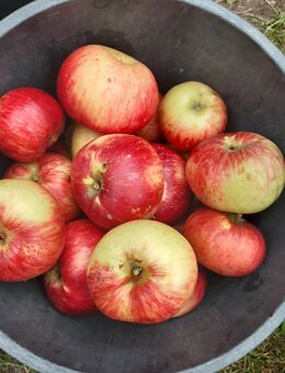 Leckere Äpfel Alte Sorte 8kg - Eisenhüttenstadt