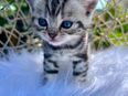 Zuckersüsse BKH Kitten Silver Tabby (Whiskas) suchen neues Zuhause in 4104