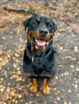 Rocky - souverän&selbstsicher - Löwenberger Land
