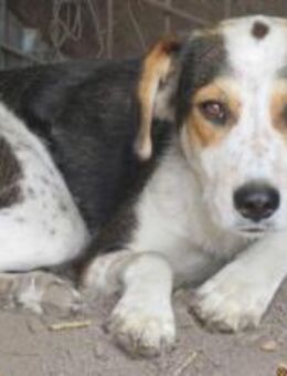 Bindi der Angsthase 🐾 - Elsdorf (Nordrhein-Westfalen)