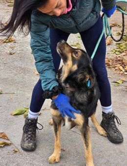 Ein SEELENHUND namens TCHIBO ♥️♥️♥️ - München