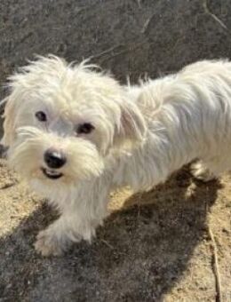 Pearl 25 cm - Alpenrod