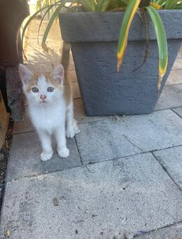Süßer Kater - Zeilarn