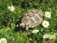 Griechische Landschildkröten THB, adult, verschiedene Jahrgänge mit EU-Papieren - Obertaufkirchen