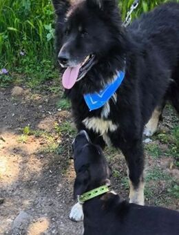 WOLFY - wer holt ihn raus ???....... - Kempen