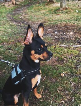 Zwecks Chihuahua Pinscher - Chemnitz