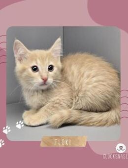Kater Floki möchte Deine Welt erobern - Lalendorf