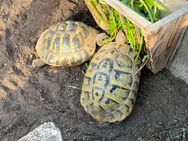 Griechische Landschildkröten (Weibchen, eierlegend, THB) abzugeben - Arnsberg