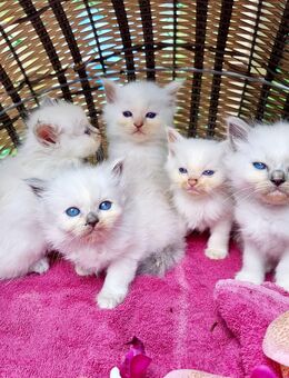 Heilige Birma Kitten - Overath