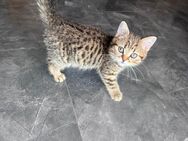 BKH Britisch Kurzhaar Black Golden spotted Tabby whiskas Kater junge Katze kitten Kätzchen reinrassig - Hamm