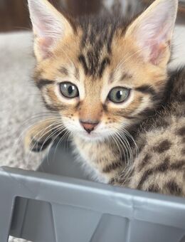 Brown Spotted Tabby Bengal - Hebertshausen