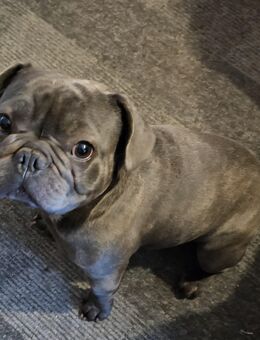 französische bulldogge zu verkaufen - Lübeck