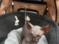 Sphynx Kitten suchen liebevolles Zuhause - Köln Zentrum
